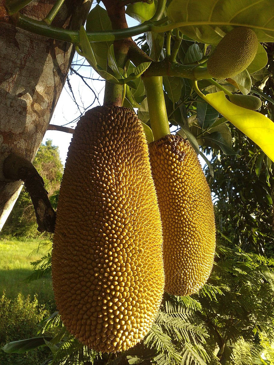 Majestic Jackfruits Hanging On Tree Wallpaper