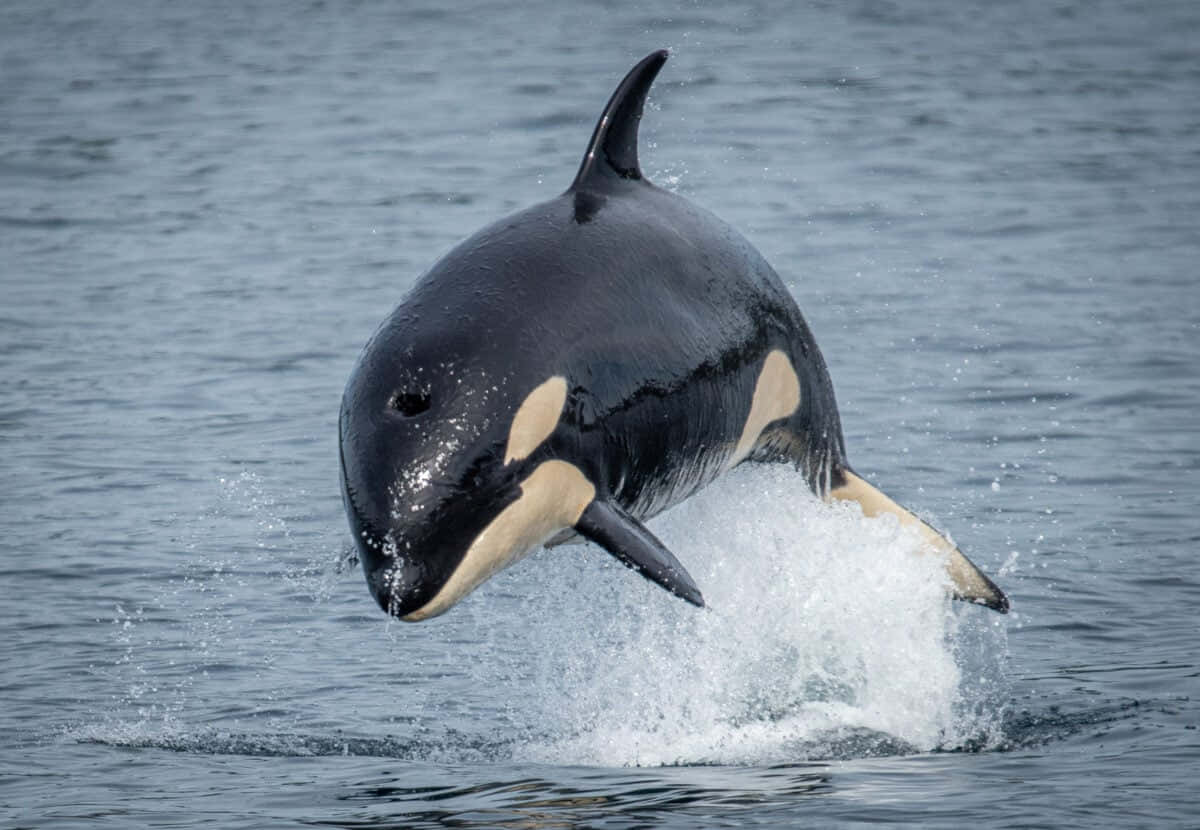 Majestic Killer Whale In Natural Habitat Wallpaper