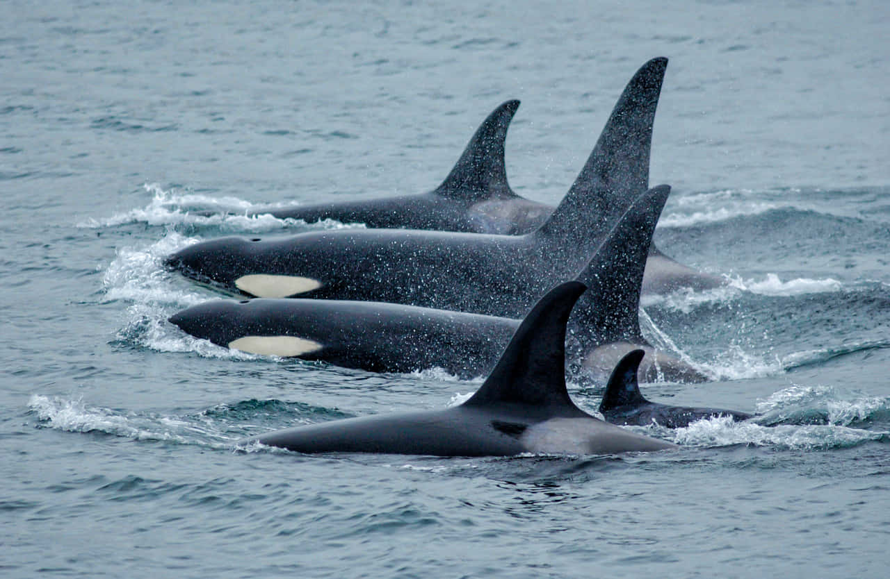 Majestic Killer Whale In Natural Habitat Wallpaper