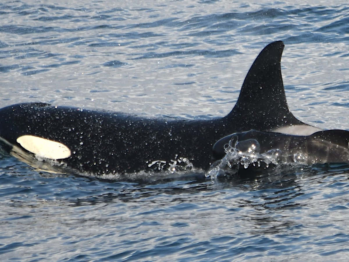 Majestic Killer Whale In The Deep Blue Wallpaper