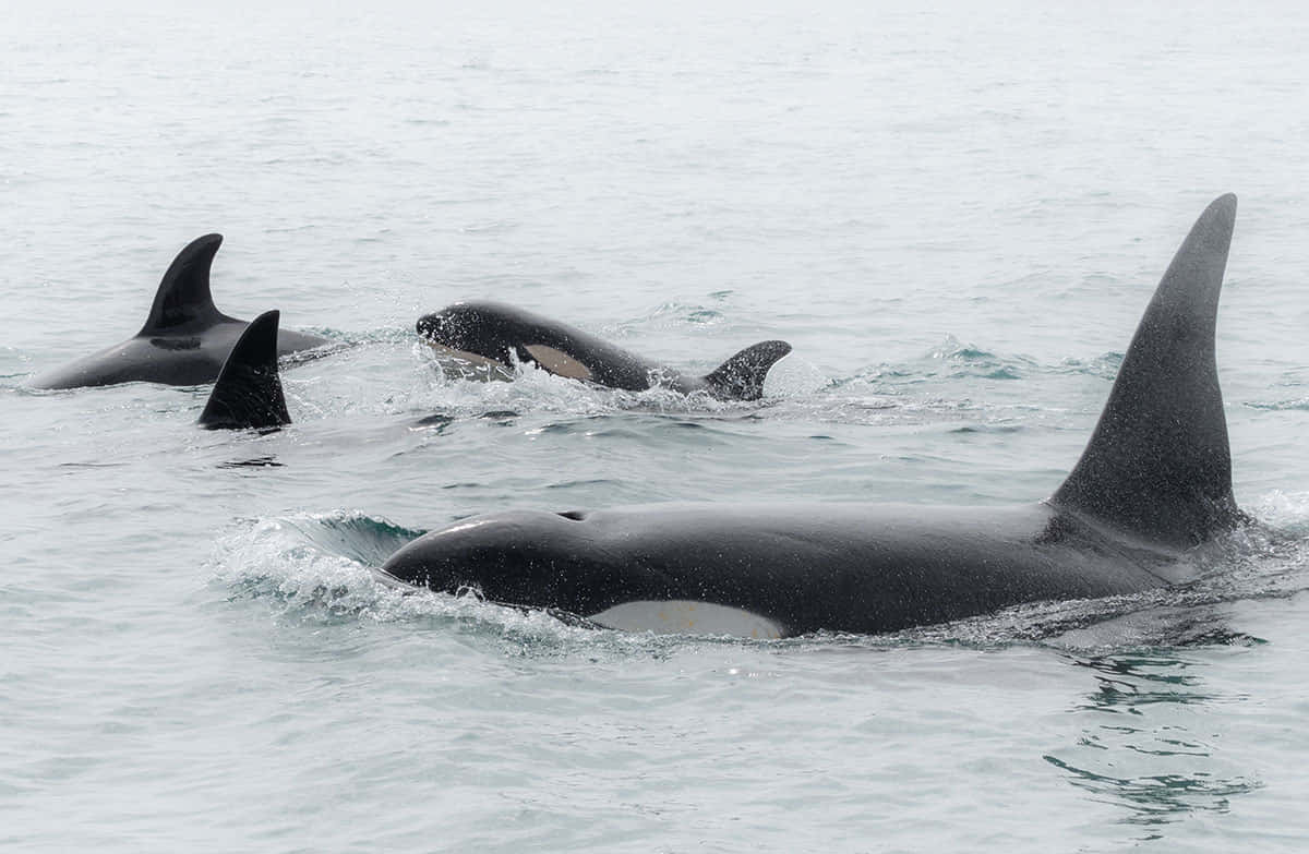 Majestic Killer Whale Leaping From The Ocean Waters. Wallpaper