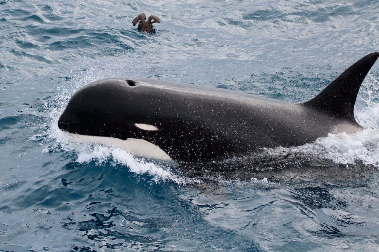 Majestic Killer Whale Leaping In Ocean Wallpaper