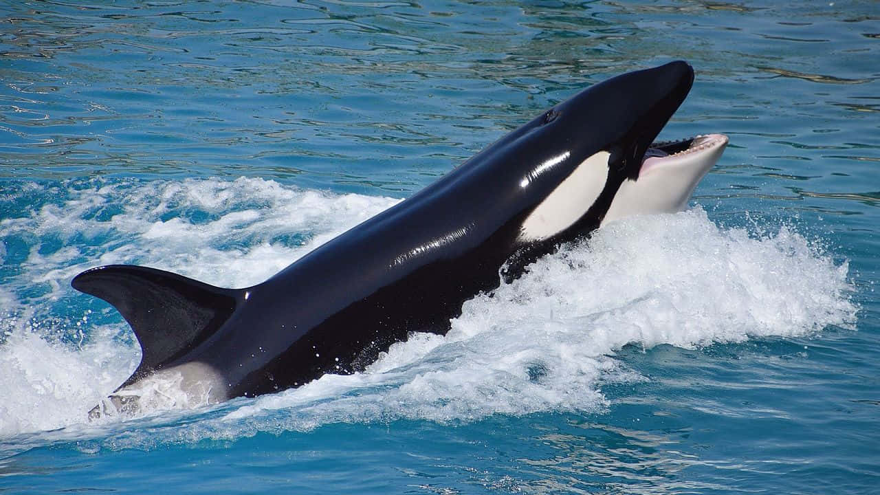 Majestic Killer Whale Leaping In Open Waters Wallpaper