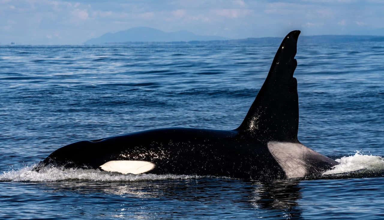 Majestic Killer Whale Leaping In The Ocean Wallpaper