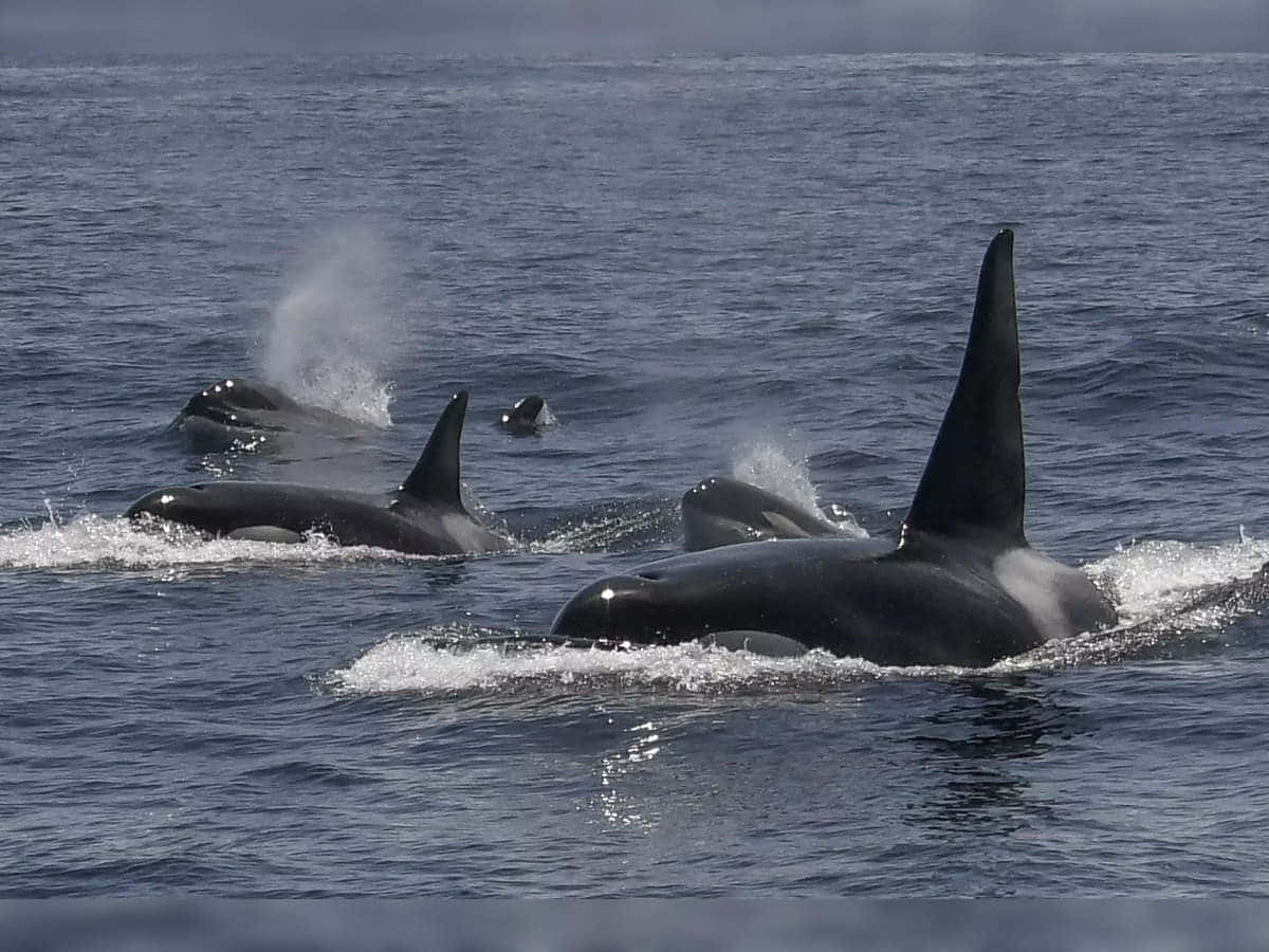 Majestic Killer Whale Leaping Out Of The Blue Ocean Wallpaper