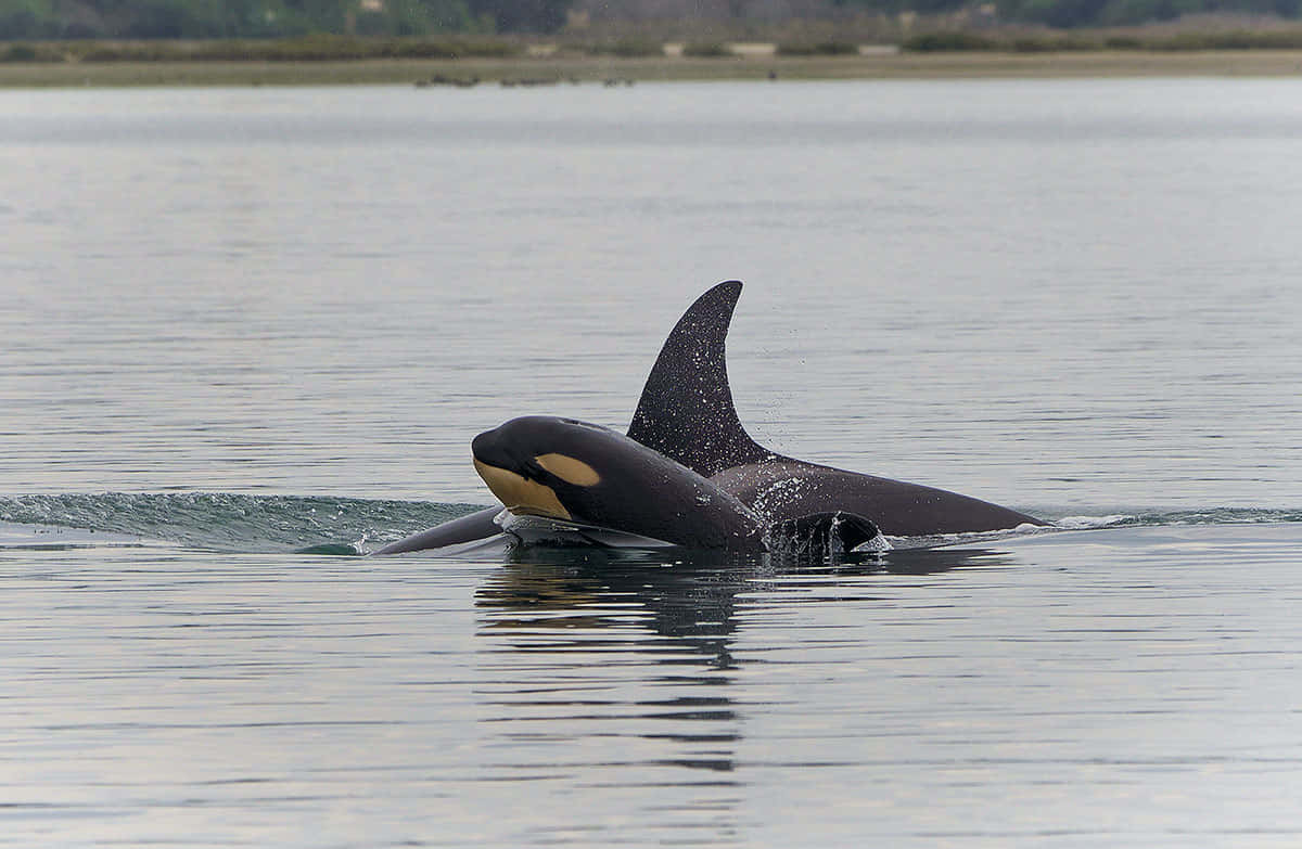 Majestic Killer Whale Surfacing Wallpaper