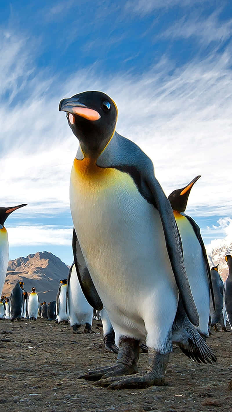 Majestic King Penguin Standing Tall Wallpaper