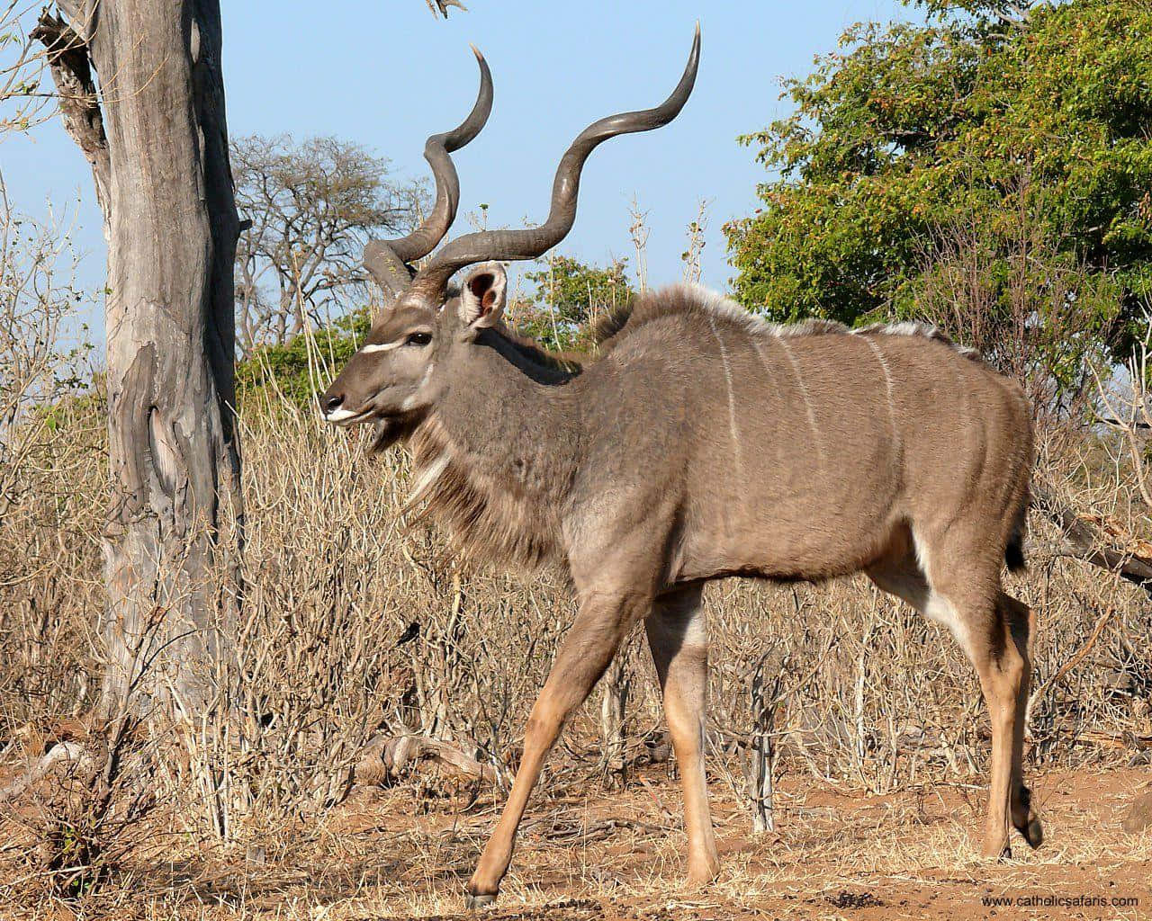 Majestic Kuduin Savanna Wallpaper