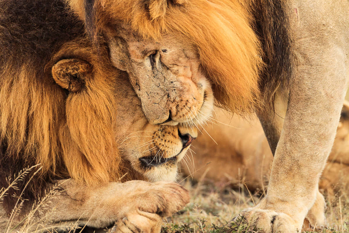 Majestic Lion Close Up Wallpaper