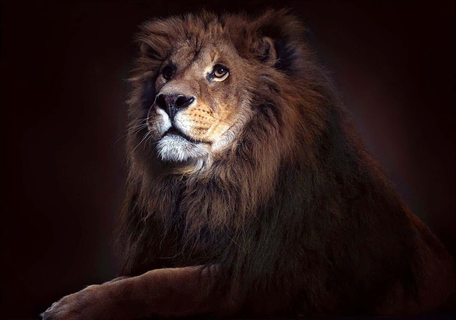 Majestic Lion Of Judah In Vibrant Colors Wallpaper