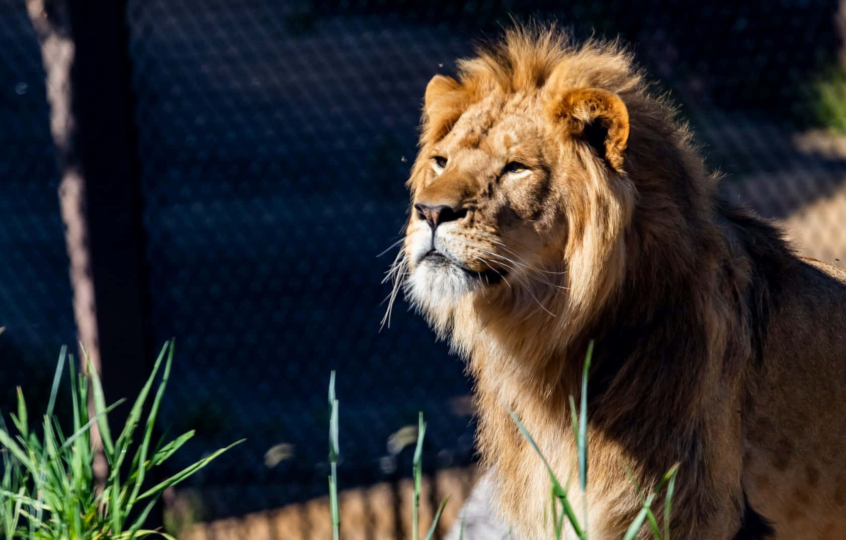 Majestic Lion Taronga Zoo Sydney Wallpaper