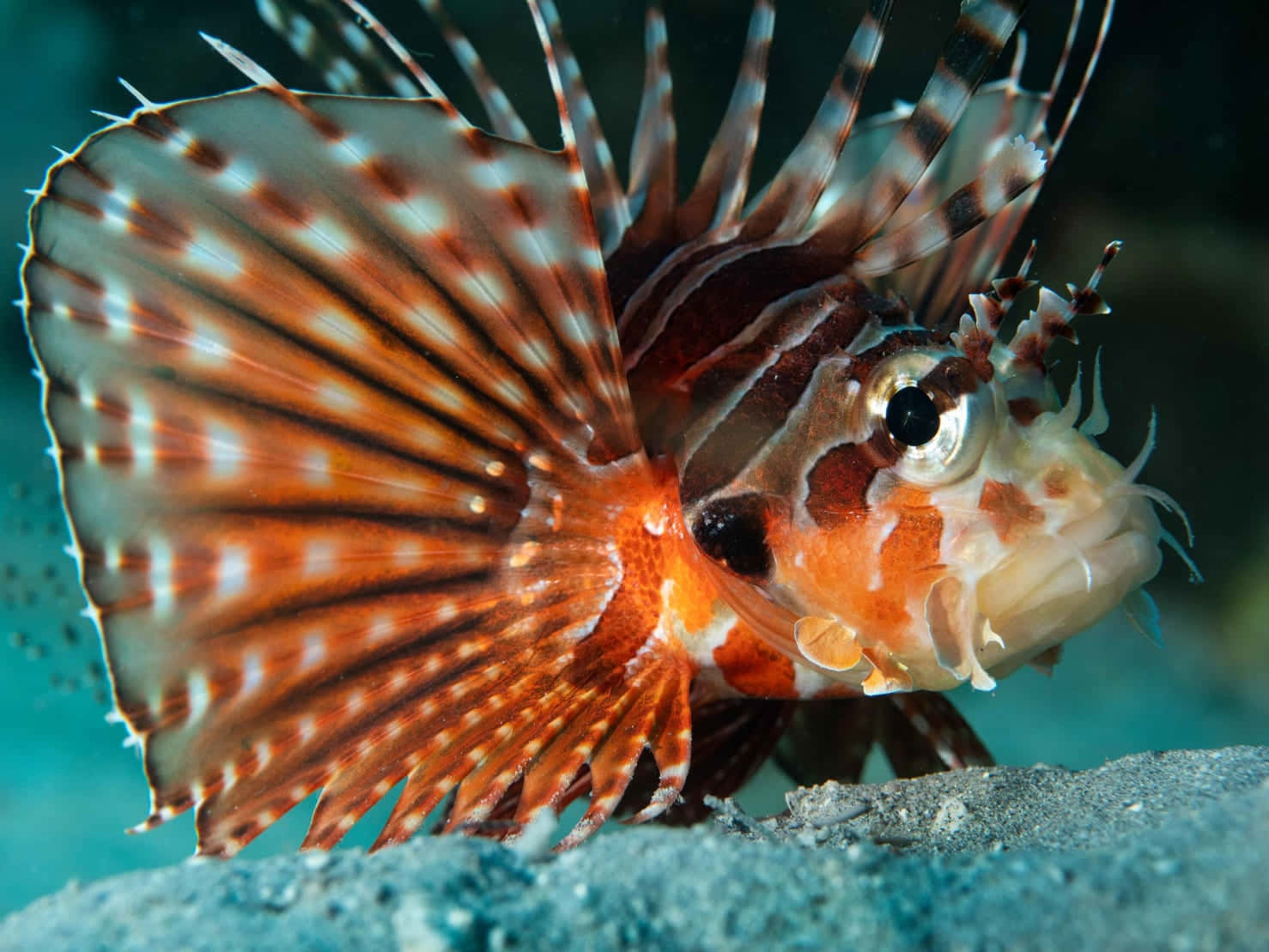 Majestic Lionfish Displaying Its Vibrant Fins Wallpaper