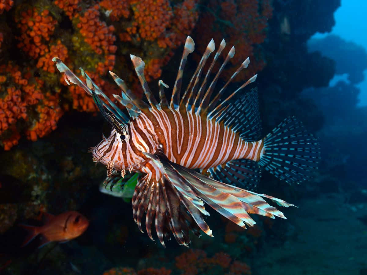 Majestic Lionfish Swimming Underwater Wallpaper