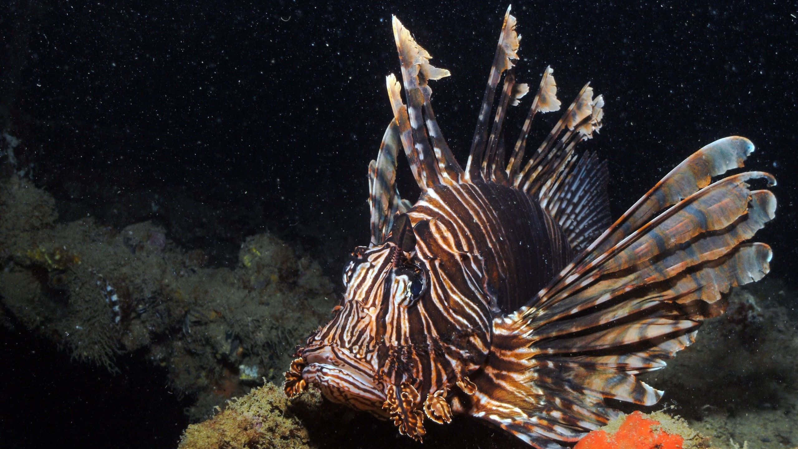 Majestic Lionfish With Striking Colors Wallpaper