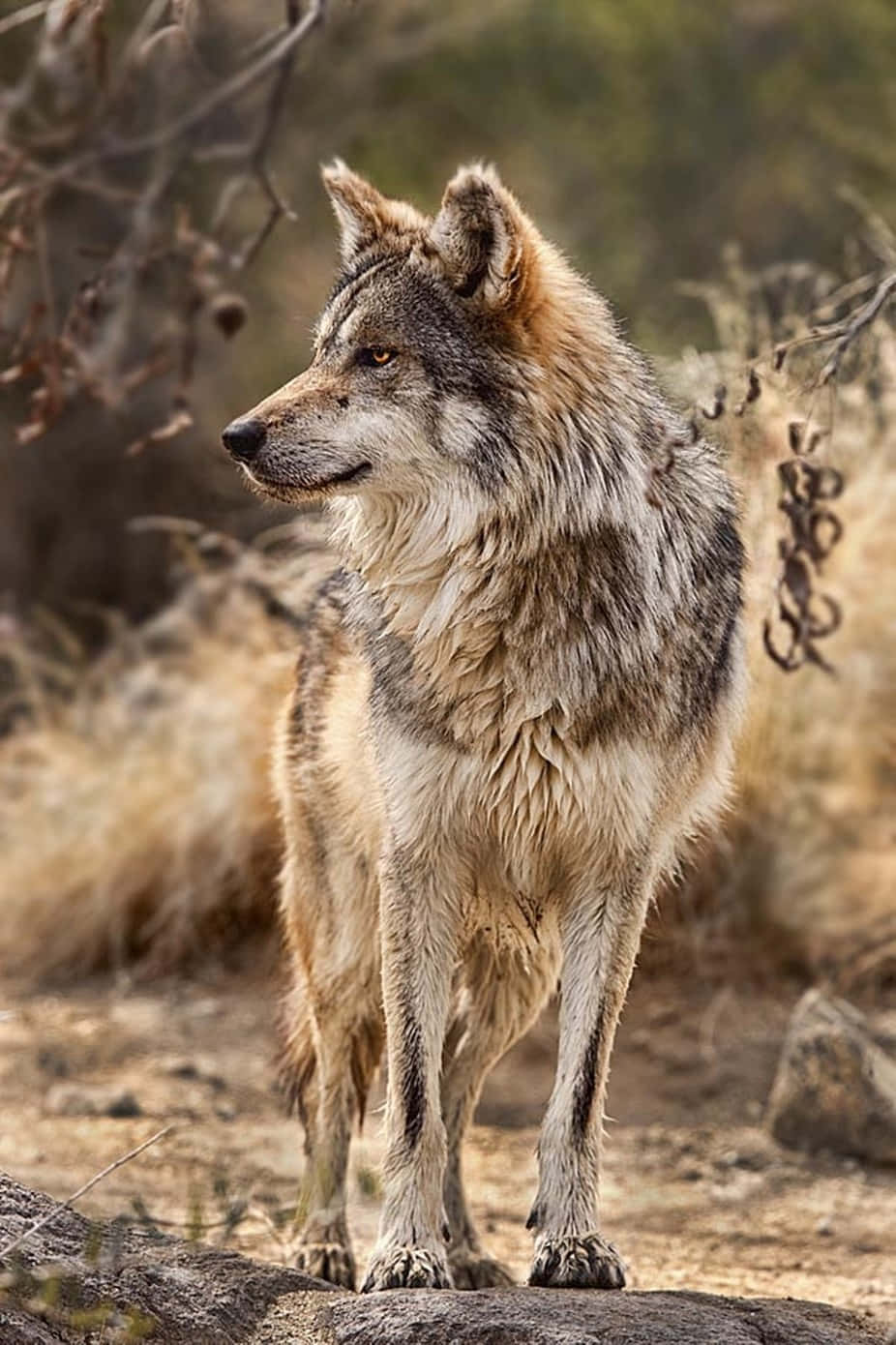 Majestic Lone Wolf In A Snowy Forest Wallpaper