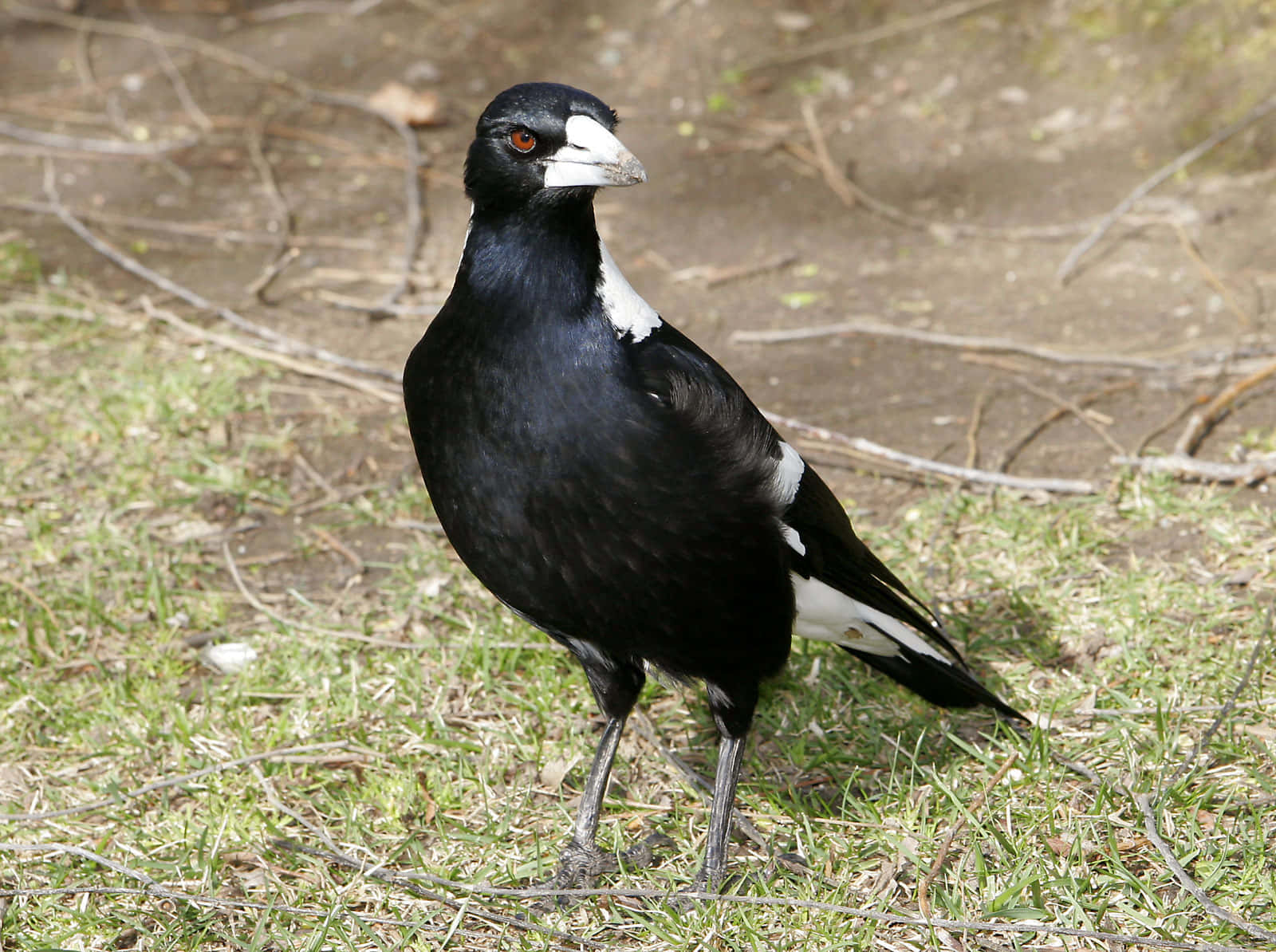 Majestic Magpie Sitting On Bare Branch Wallpaper