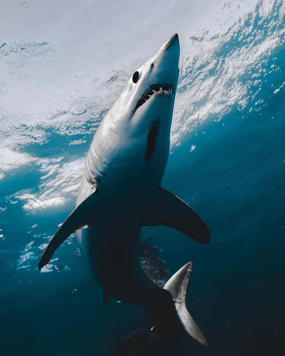 Majestic Mako Shark Underwater Wallpaper