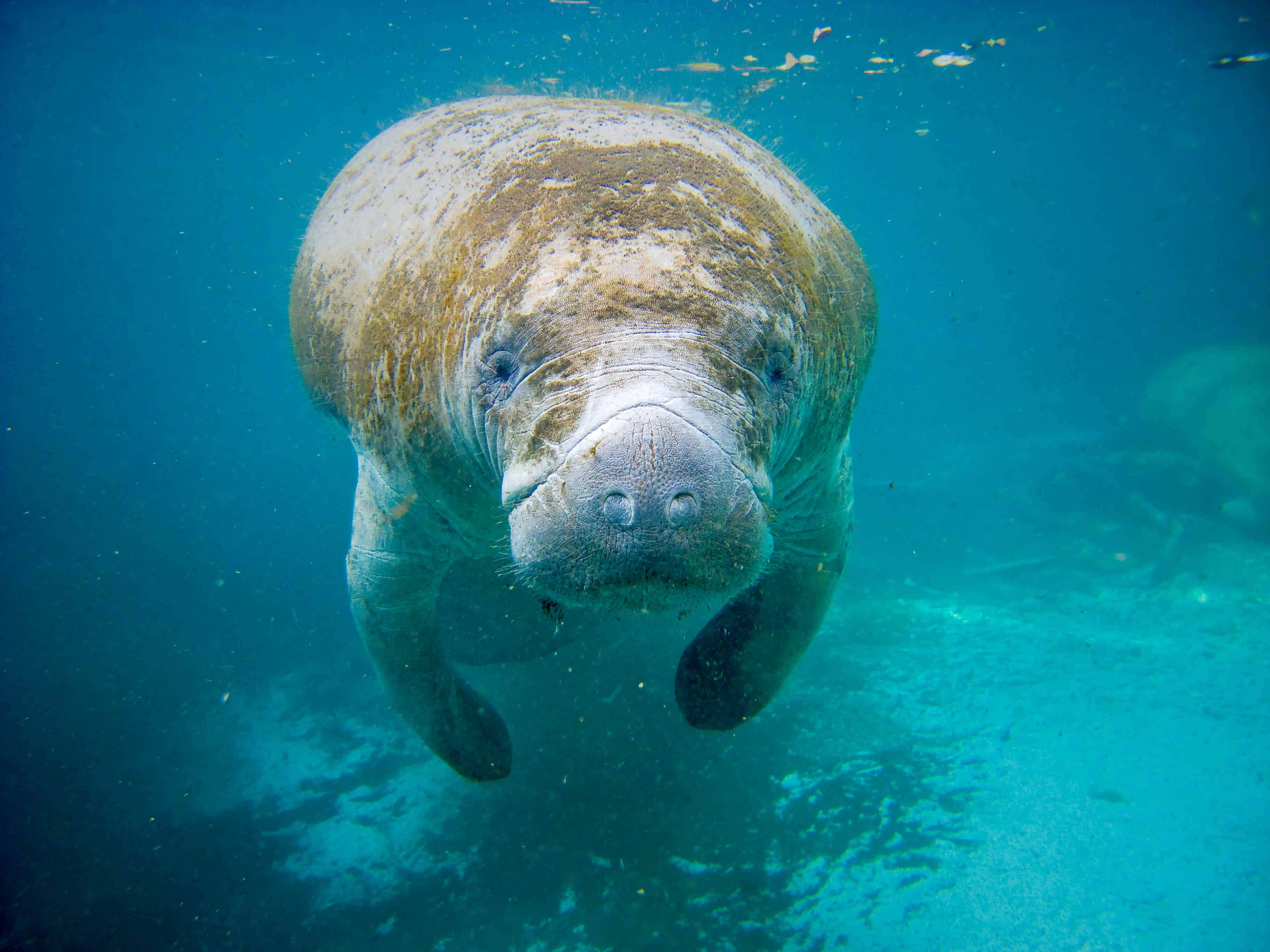 Majestic Manatee In Natural Habitat Wallpaper