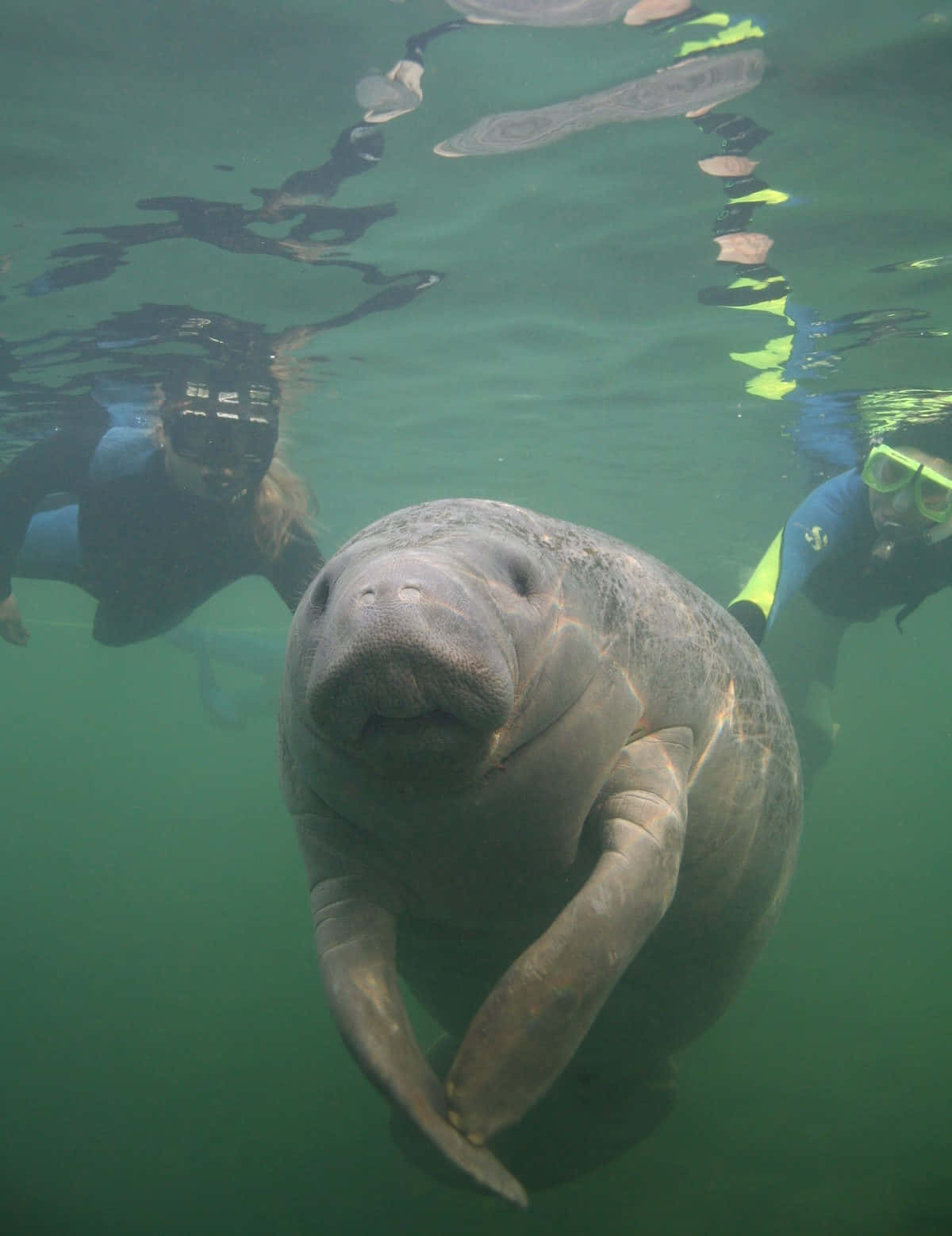 Majestic Manatee In Natural Habitat Wallpaper