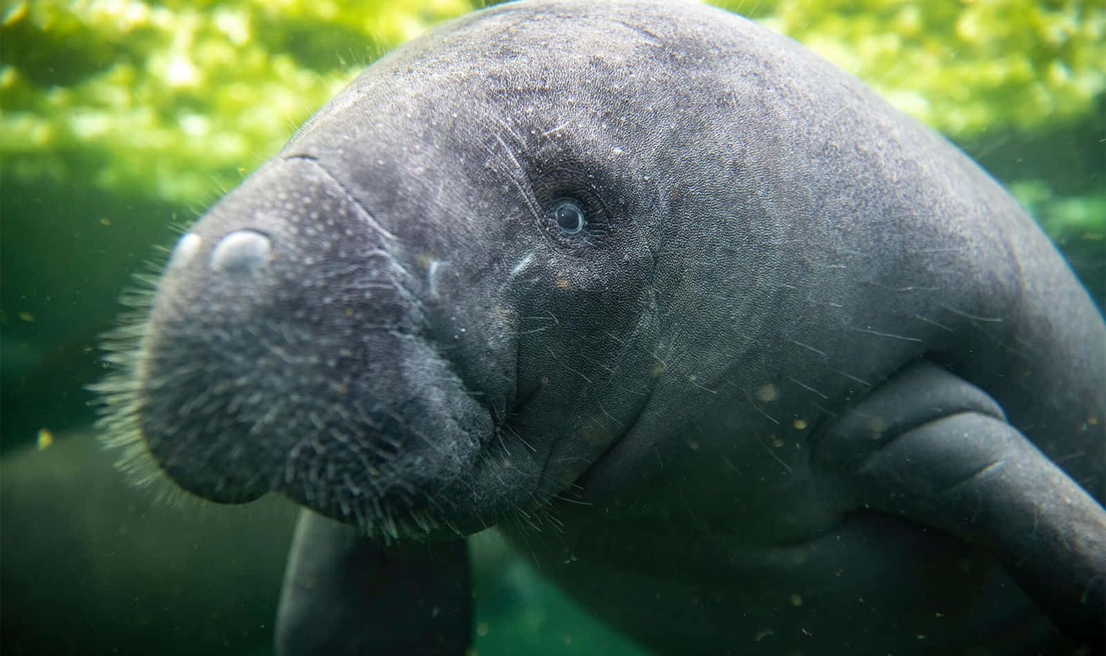 Majestic Manatee Swimming In Clear Water Wallpaper