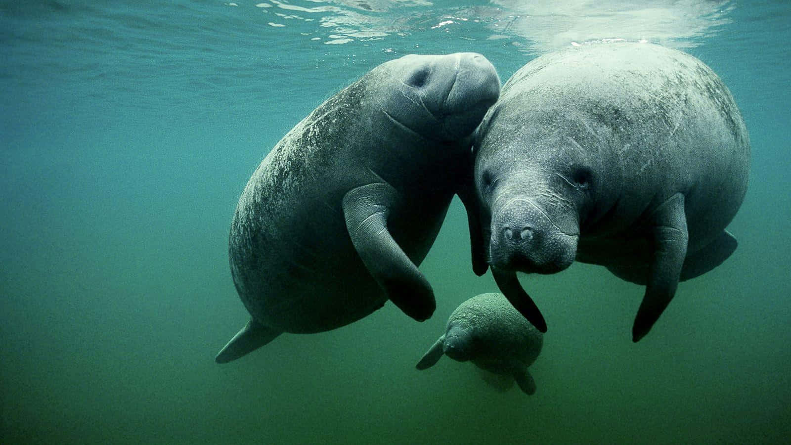 Majestic Manatee Swimming Peacefully Underwater Wallpaper