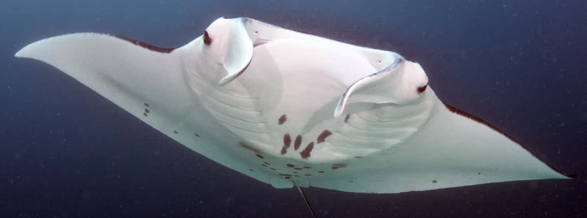 Majestic Manta Ray Glides Through Crystal Clear Waters Wallpaper