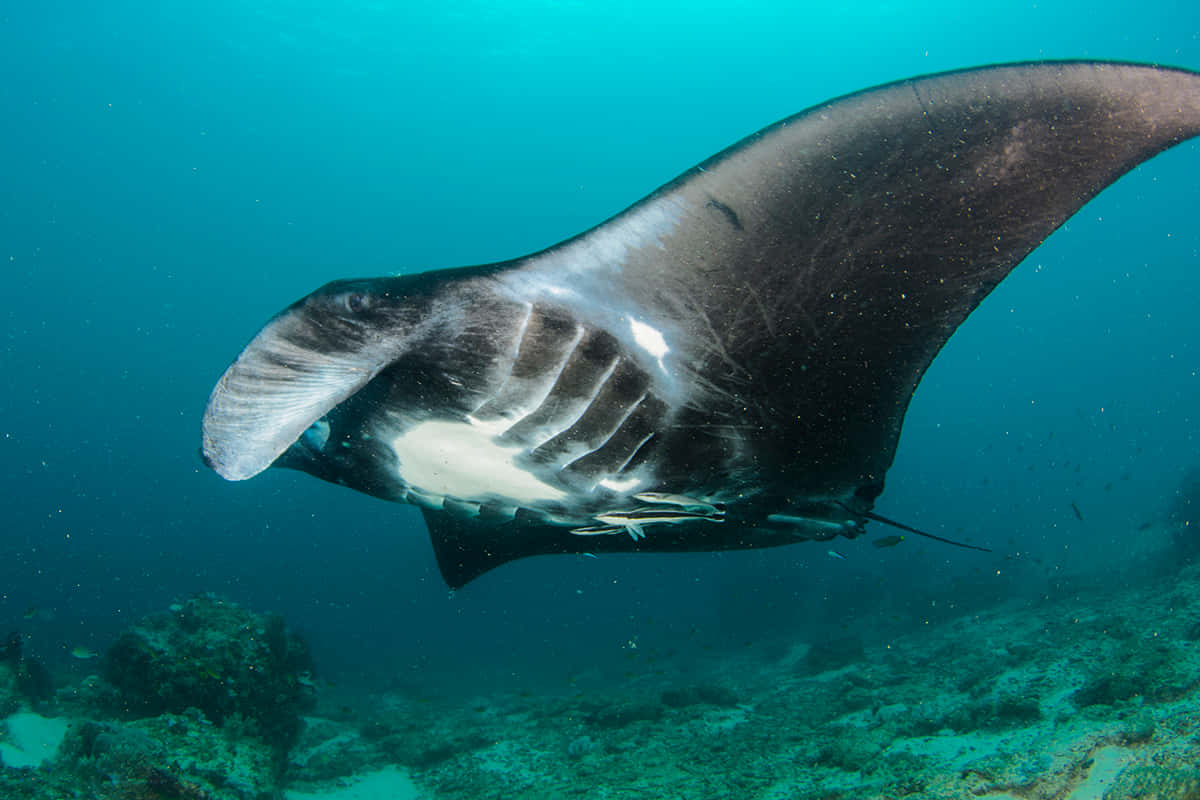 Majestic Manta Ray Swimming Underwater.jpg Wallpaper