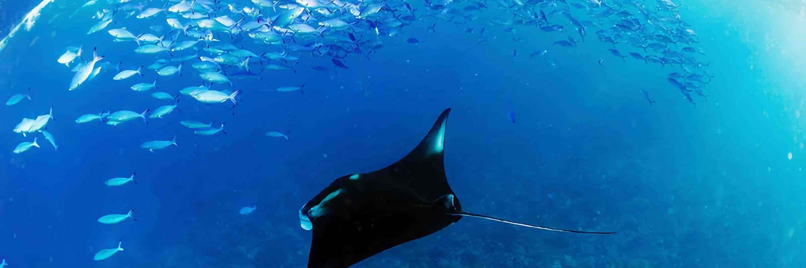 Majestic Manta Ray Swimming With Fish School.jpg Wallpaper