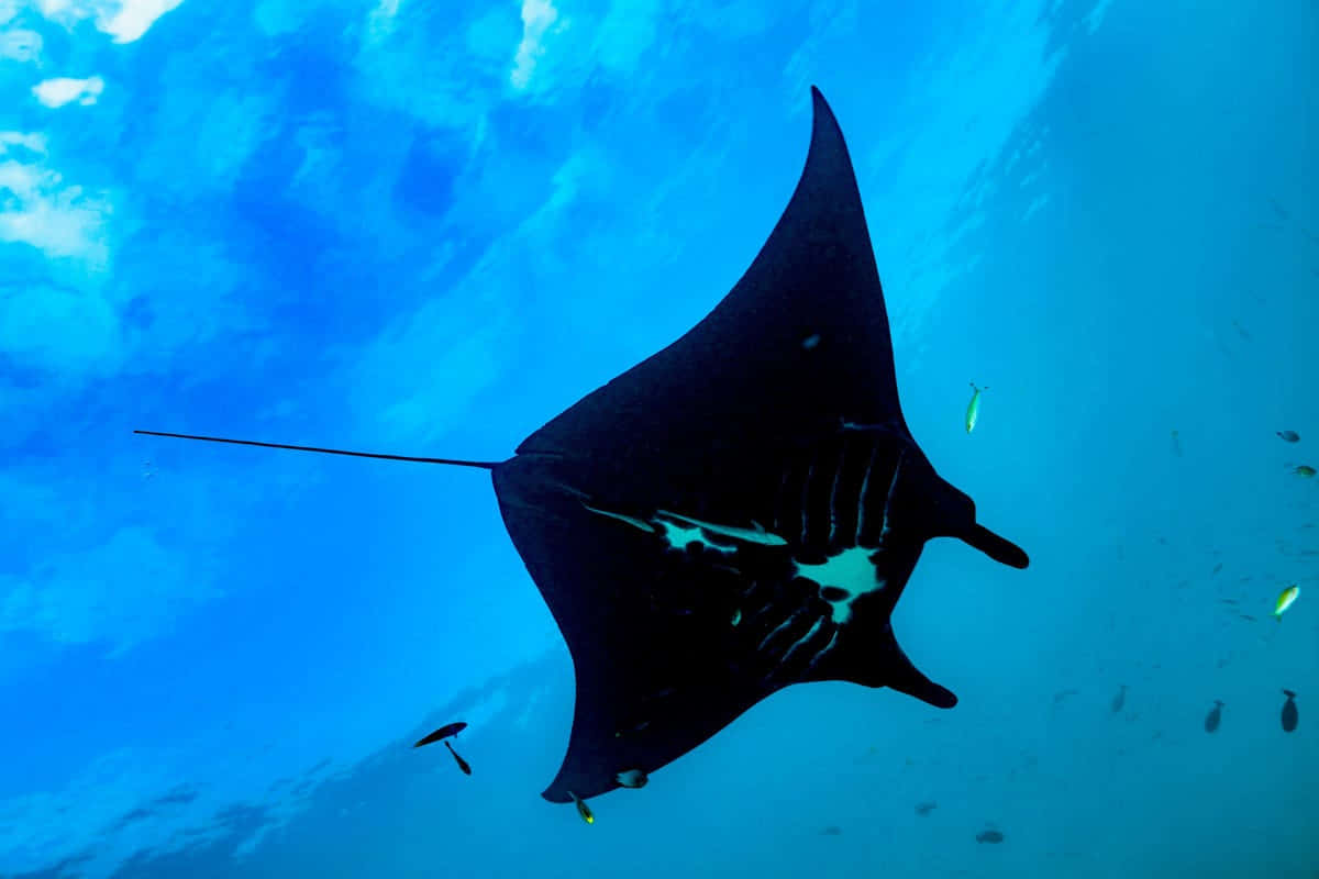 Majestic Manta Ray Underwater Wallpaper