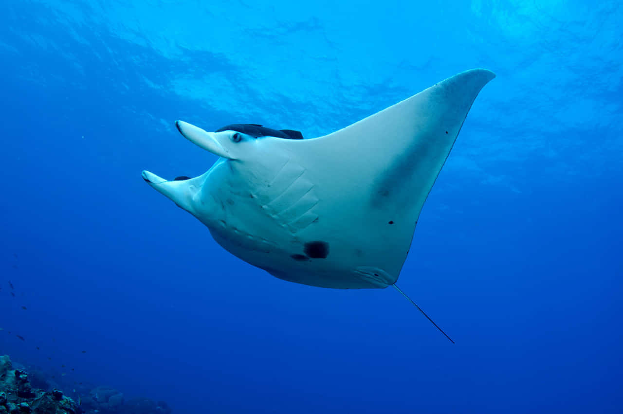 Majestic Manta Ray Underwater Wallpaper