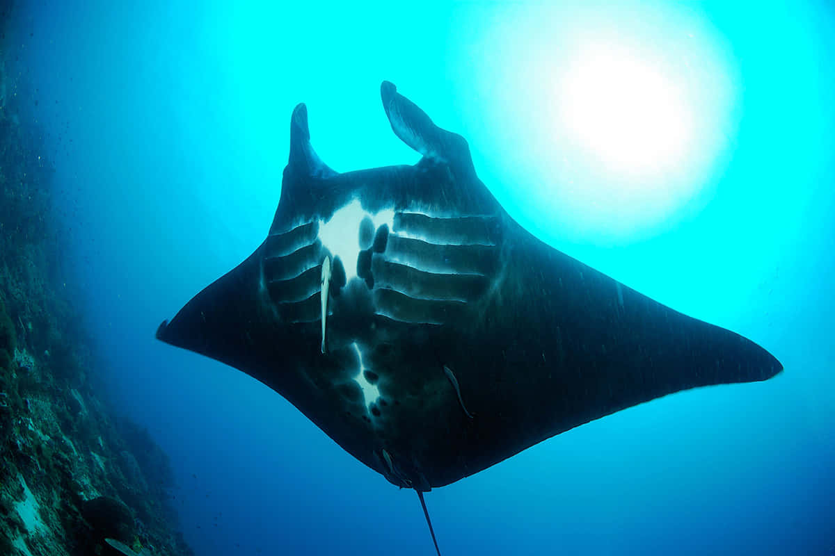 Majestic Manta Ray Underwater Wallpaper