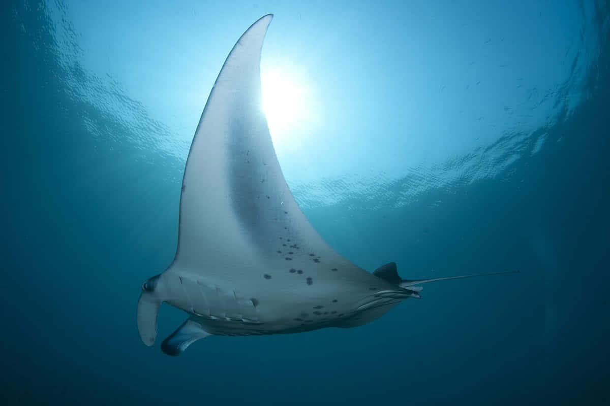 Majestic Manta Ray Underwater Wallpaper