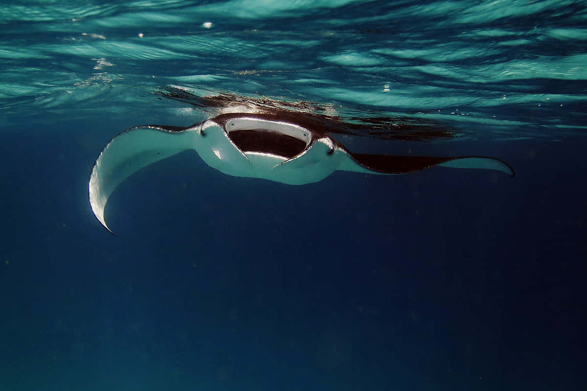 Majestic Manta Ray Underwater Wallpaper