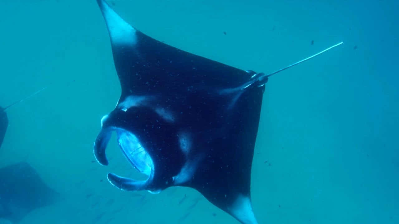 Majestic Manta Ray Underwater Wallpaper