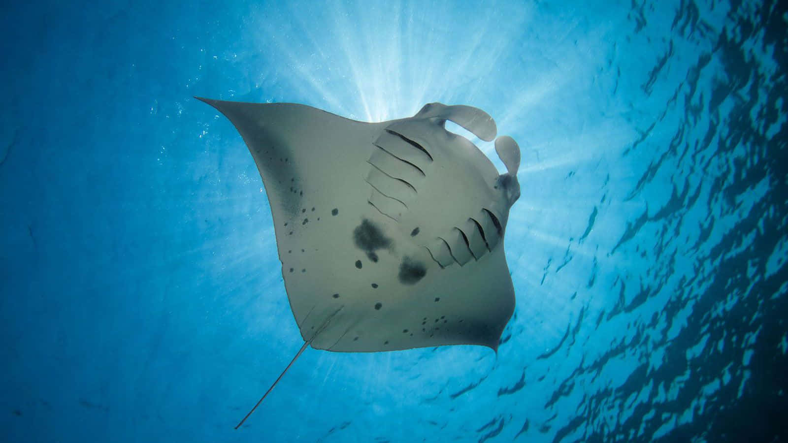 Majestic Manta Ray Underwater Wallpaper