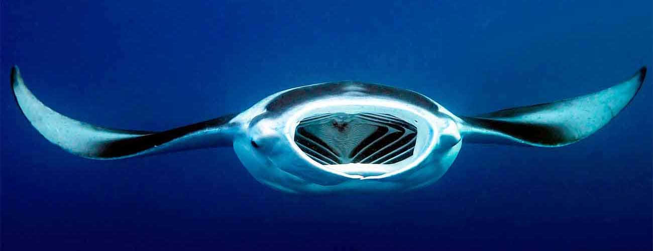 Majestic Manta Ray Underwater Wallpaper