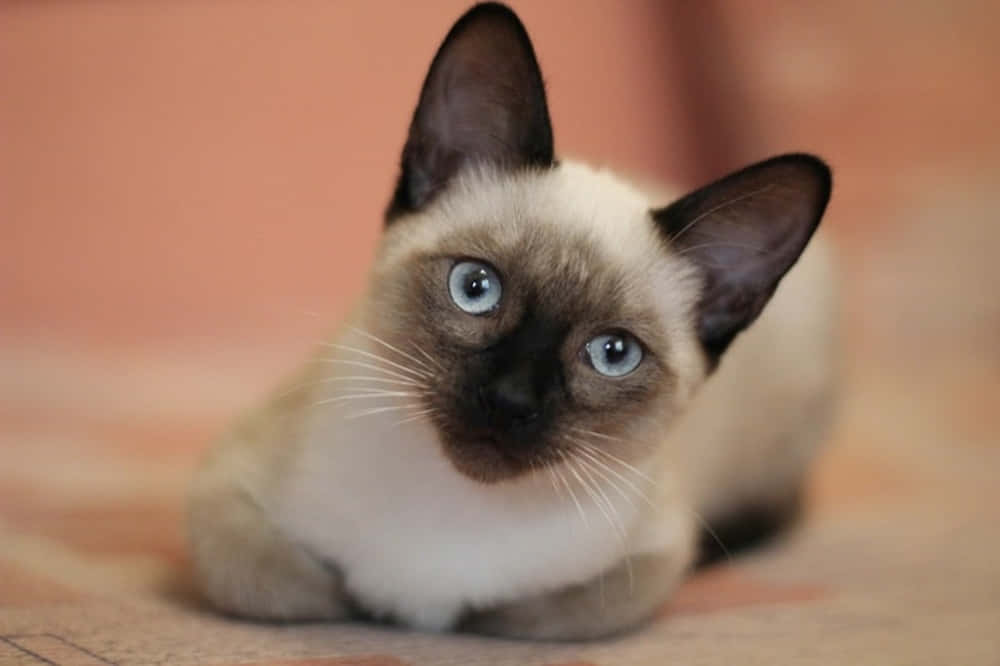 Majestic Manx Cat Lounging On A Wooden Surface Wallpaper