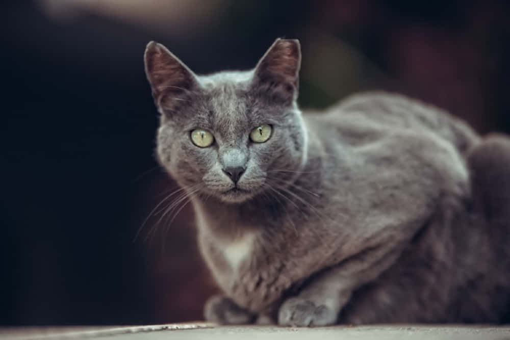 Majestic Manx Cat Resting On A Wooden Surface Wallpaper