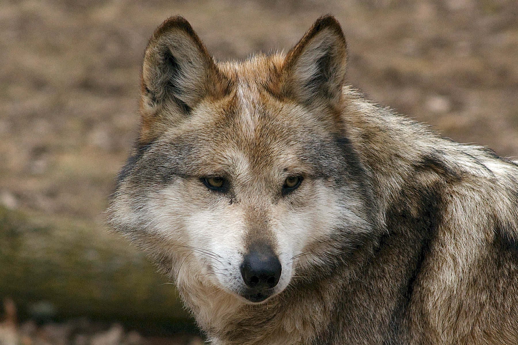 Majestic Mexican Wolf In A Natural Habitat Wallpaper