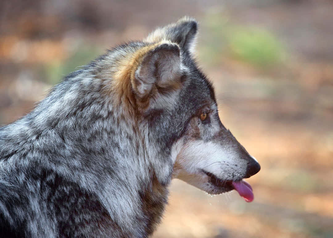 Majestic Mexican Wolf In A Wild Landscape Wallpaper