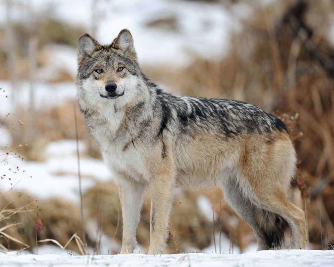 Majestic Mexican Wolf In Its Natural Habitat Wallpaper