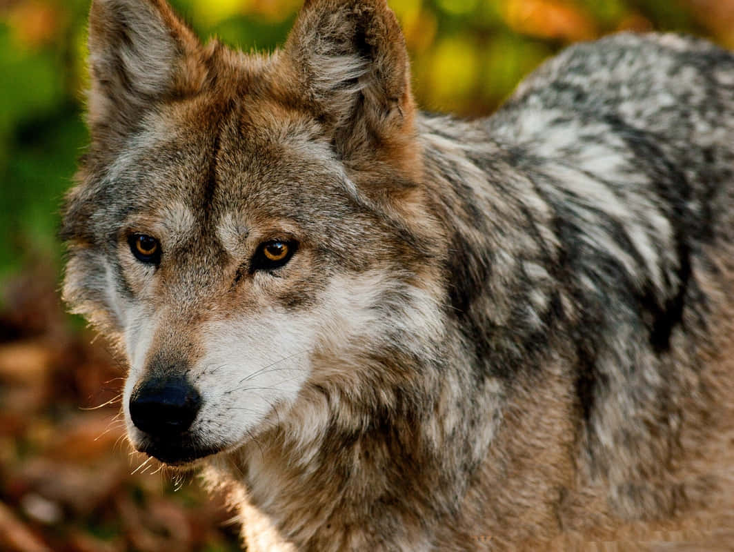 Majestic Mexican Wolf In Its Natural Habitat Wallpaper