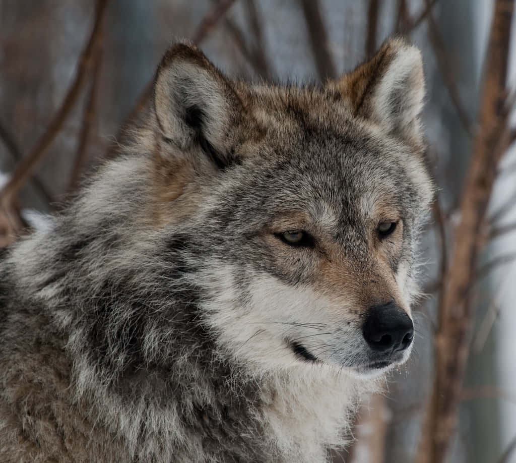 Majestic Mexican Wolf In Its Natural Habitat Wallpaper