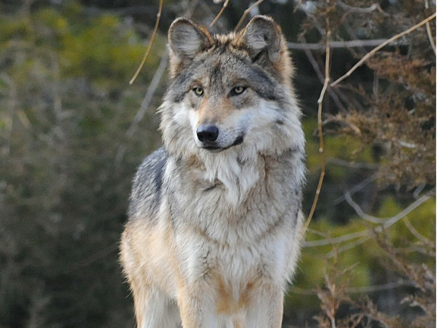 Majestic Mexican Wolf In Its Natural Habitat Wallpaper