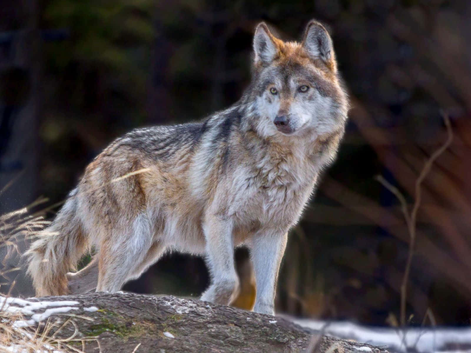 Majestic Mexican Wolf In Its Natural Habitat Wallpaper