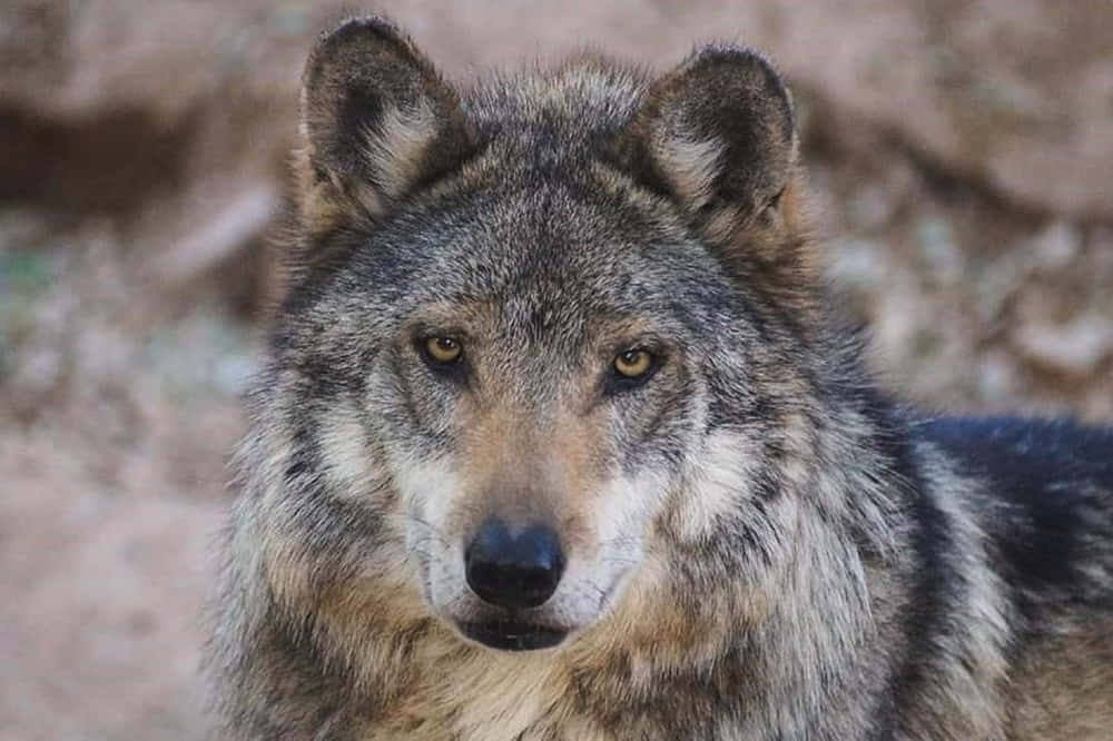 Majestic Mexican Wolf In Its Natural Habitat Wallpaper