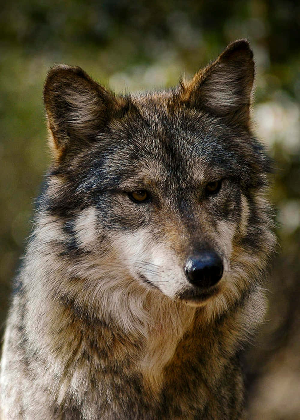 Majestic Mexican Wolf In Its Natural Habitat Wallpaper