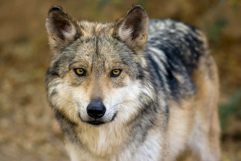 Majestic Mexican Wolf In Its Natural Habitat Wallpaper