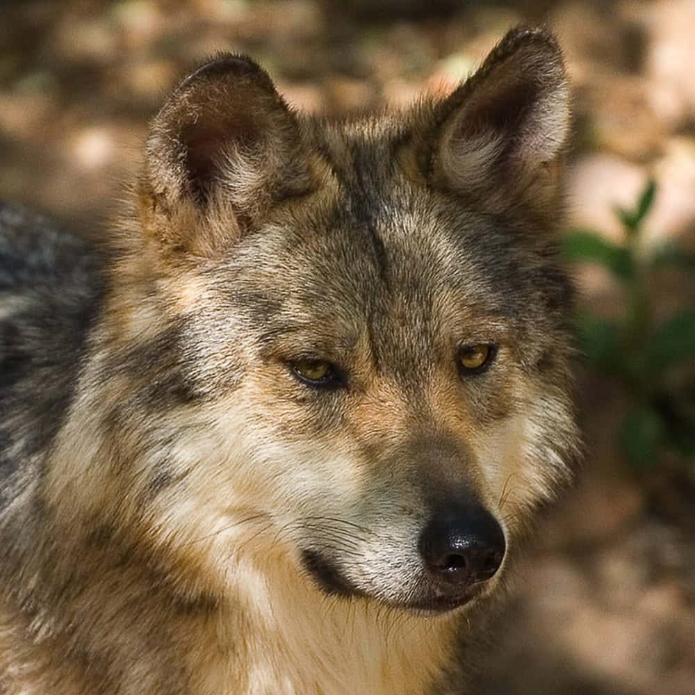 Majestic Mexican Wolf In The Wild Wallpaper