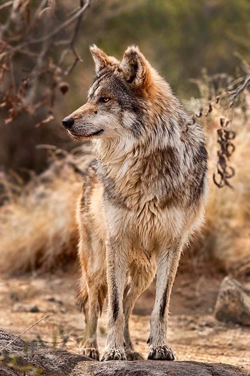 Majestic Mexican Wolf In The Wild Wallpaper